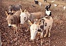 Donkey - Horse for Sale in Morven, GA 31638 Donkey - Horse for Sale in Morven, GA 31638