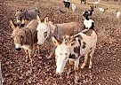 Donkey - Horse for Sale in Morven, GA 31638