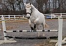 Girlfriend - Mare in Sevierville, TN Girlfriend - Mare in Sevierville, TN