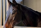 General - Gelding in Perris, CA General - Gelding in Perris, CA