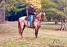 Dakota - Gelding in Whitley City, KY Dakota - Gelding in Whitley City, KY