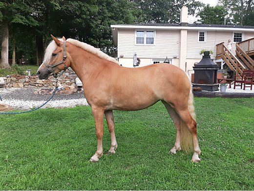 Halflinger for Sale