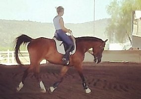 Arabian (Arabian, Gelding) in Phoenix, AZ