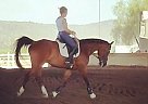 Half Arabian - Horse for Sale in Phoenix, AZ 85032 Half Arabian - Horse for Sale in Phoenix, AZ 85032