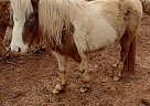 Pinto - Horse for Sale in Morven, GA 31638