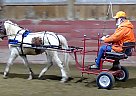 Sugar & Spice - Gelding in Punxsutawney, PA Sugar & Spice - Gelding in Punxsutawney, PA