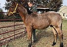 Quarter Horse Mare for Sale in Spotsylvania, Virginia Quarter Horse Mare for Sale in Spotsylvania, Virginia