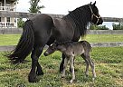 Fell Pony Mare for Sale in Spotsylvania, Virginia Fell Pony Mare for Sale in Spotsylvania, Virginia