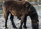 Fell Pony Mare for Sale in Spotsylvania, Virginia Fell Pony Mare for Sale in Spotsylvania, Virginia