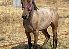 Spirit - Mare in Porterville, CA Spirit - Mare in Porterville, CA