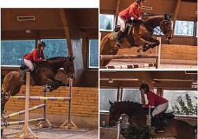 Warmblood (Warmblood, Gelding)