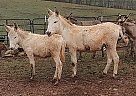 Donkey - Horse for Sale in Morven, GA 31638