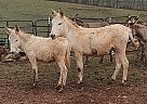 Donkey - Horse for Sale in Morven, GA 31638 Donkey - Horse for Sale in Morven, GA 31638