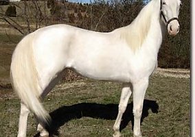 Gypsy Vanner (Gypsy Vanner, Stallion) in Ca, CA