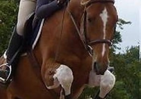 Perfect First Horse, Competitive Jumper Appendix Gelding