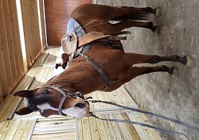 Tennessee Walking (Tennessee Walking, Gelding) in Grove City, PA