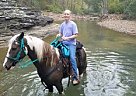 Walking Horse Gelding Tennessee Walking Gelding
