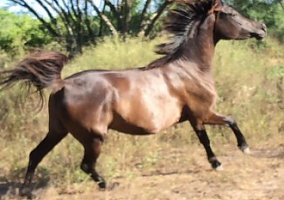 Arabian (Arabian, Mare) in Three Rivers, TX
