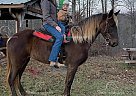 Gypsy - Mare in Rogersville, KY Gypsy - Mare in Rogersville, KY
