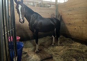 Warmblood (Warmblood, Mare) in New Richmond, OH