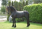 Friesian - Horse for Sale in Garijp, The Netherlands, 9263 T Friesian - Horse for Sale in Garijp, The Netherlands, 9263 T