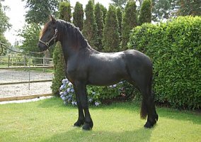 Friesian (Friesian, Stallion)