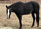 Harley - Gelding in Paragould, AR Harley - Gelding in Paragould, AR