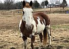 Falcon - Gelding in Paragould, AR Falcon - Gelding in Paragould, AR
