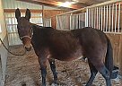 Mule Gelding for Sale in Bainbridge, Indiana Mule Gelding for Sale in Bainbridge, Indiana