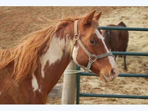 Paint Gelding For Sale Adoption Paint Horse For Sale In Middletown Md