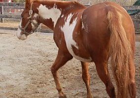 Paint (Paint, Gelding) in Middletown, MD