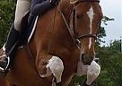 Perfect First Horse, Competitive... Appendix Gelding