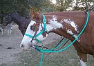 Rose - Mare in Summerfield, FL Rose - Mare in Summerfield, FL