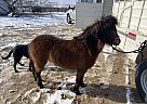 Nova - Gelding in Cross Plains, TX Nova - Gelding in Cross Plains, TX