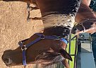 Quarter Horse - Horse for Sale in Roxboro, NC 27574