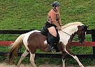 Quarter Horse Mare for Sale in Darlington, Maryland Lucky Star