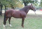 Quarter Horse - Horse for Sale in Blackfoot, ID 83221 Quarter Horse - Horse for Sale in Blackfoot, ID 83221