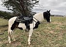 Boots - Gelding in Parks Lake, KY Boots - Gelding in Parks Lake, KY