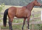 Holsteiner - Horse for Sale in Greeneville, TN 