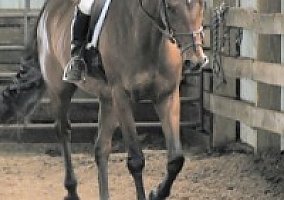 Warmblood (Warmblood, Mare) in Greeneville, TN