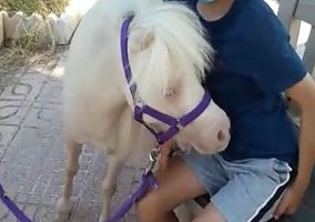 Miniature Horse (Miniature Horse, Mare)