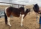 Paint - Horse for Sale in Hays, KS 67601