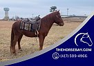 Draft - Horse for Sale in Strunk, KY 42649