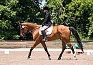 Jacked Up Good - Gelding in PUSLINCH, ON Jacked Up Good - Gelding in PUSLINCH, ON