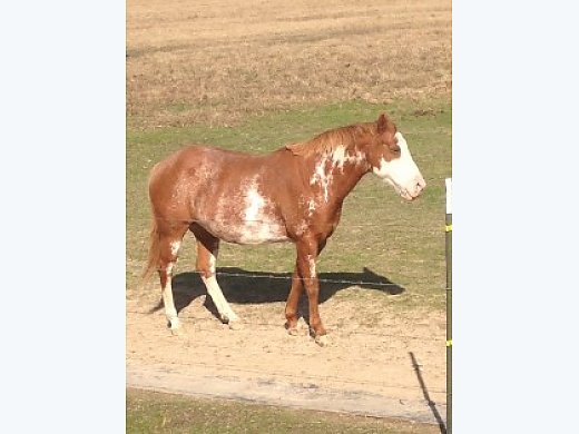 7 Year Paint Mare