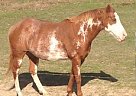Paint - Horse for Sale in Colt, AR 72326