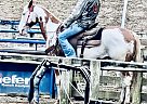 Paint - Horse for Sale in Philadelphia, TN 37846 Paint - Horse for Sale in Philadelphia, TN 37846