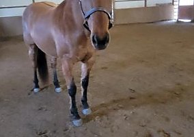 Quarter Horse (Quarter Horse, Mare) in Saint Marys, PA