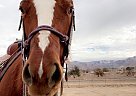 Ginger - Mare in Mountain Mesa, CA Ginger - Mare in Mountain Mesa, CA