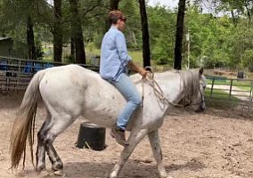 Mustang (Mustang, Gelding) in Dahlonega, GA